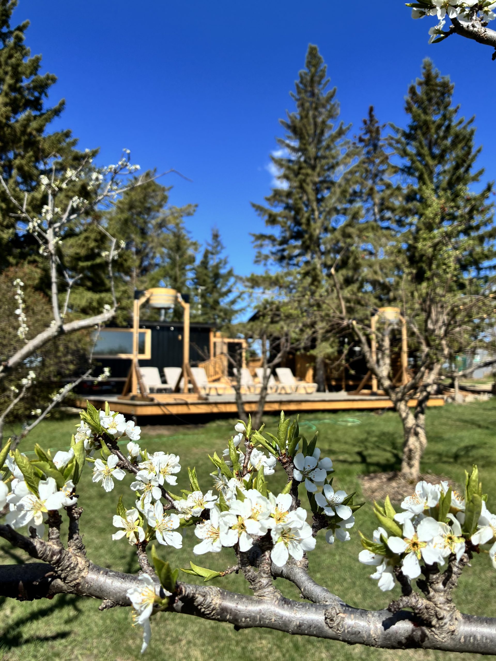 Yarrowstead orchard property in spring
